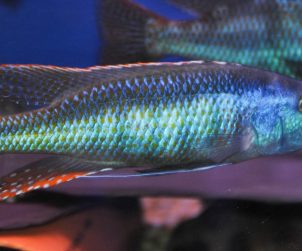 Champsochromis Caeruleus (Trout Cichlid)