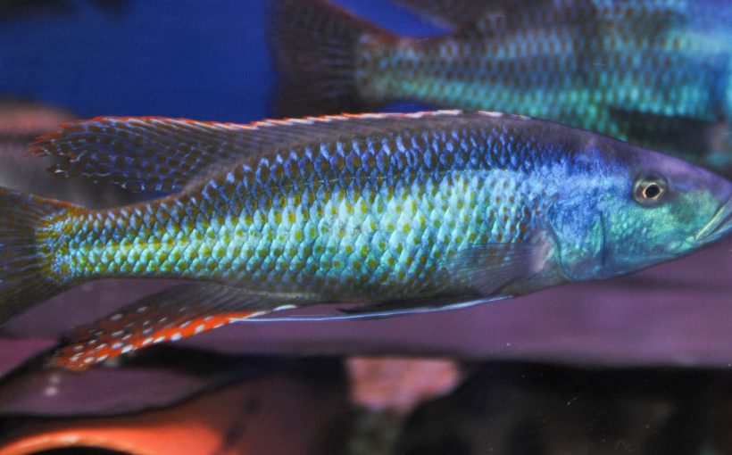 Champsochromis Caeruleus (Trout Cichlid)