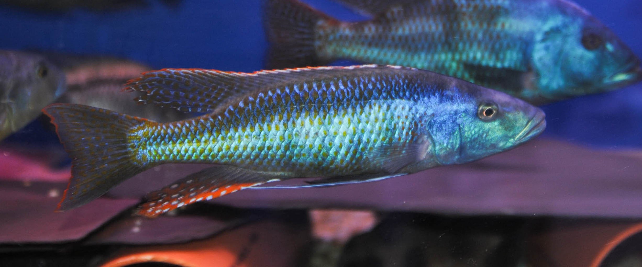 Champsochromis Caeruleus (Trout Cichlid)