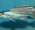 Champsochromis Spilorhynchus