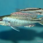 Champsochromis Spilorhynchus