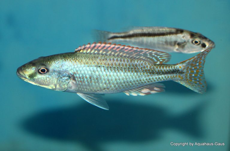 Champsochromis Spilorhynchus