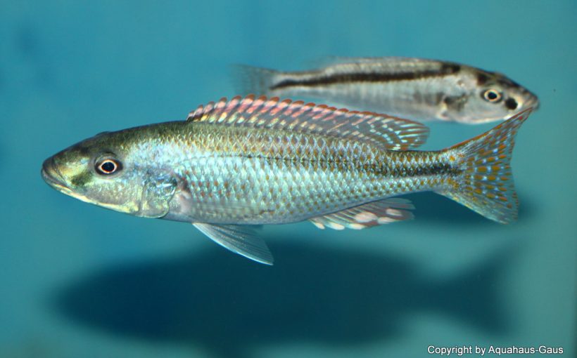 Champsochromis Spilorhynchus