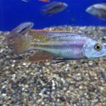 Chilotilapia Euchilus