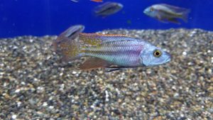 Chilotilapia Euchilus