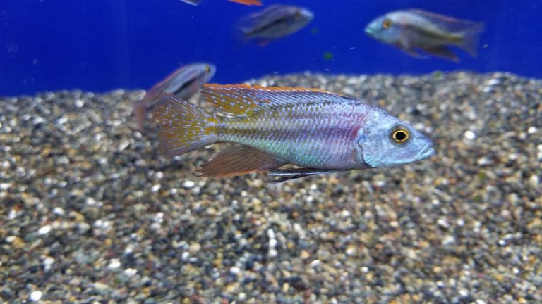 Chilotilapia Euchilus