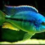 Chilotilapia Rhoadesii