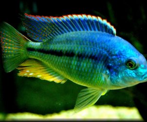 Chilotilapia Rhoadesii