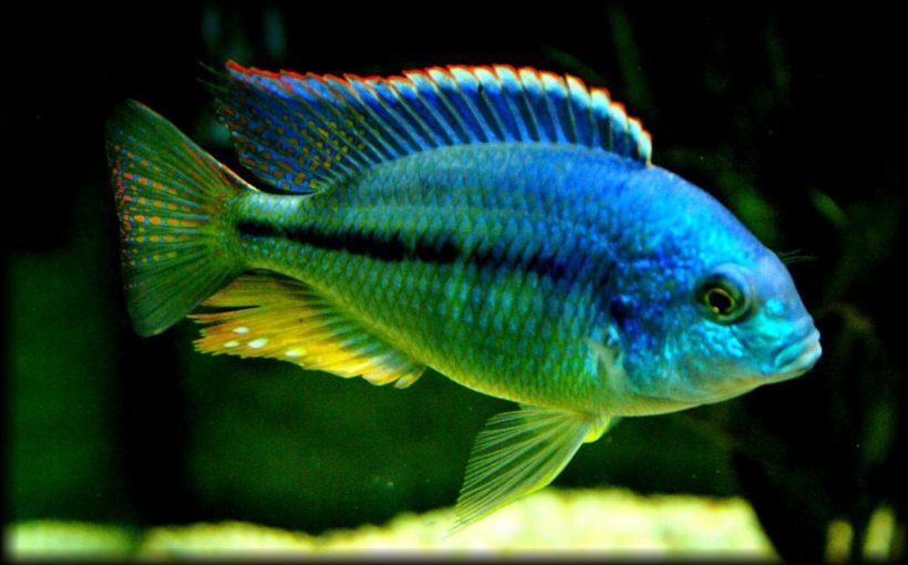 Chilotilapia Rhoadesii