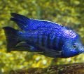 Copadichromis Azureus (Azur Cichlid)