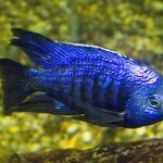 Copadichromis Azureus (Azur Cichlid)