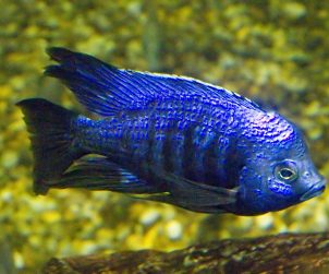 Copadichromis Azureus (Azur Cichlid)