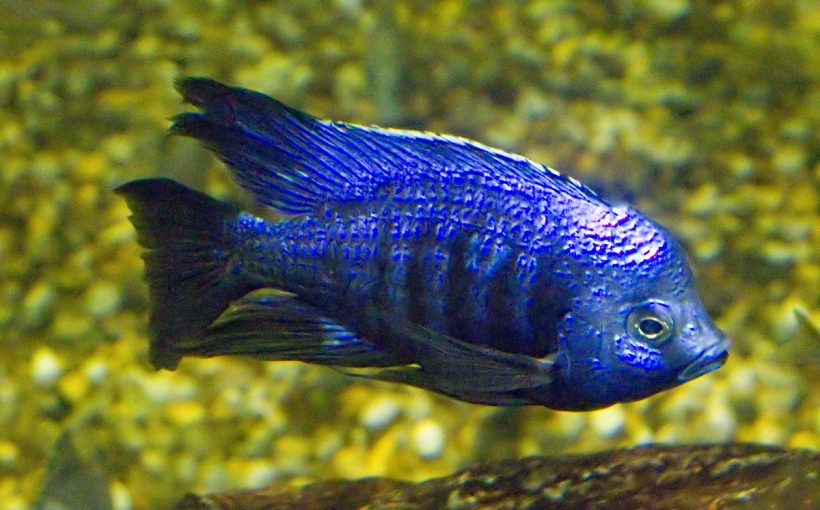 Copadichromis Azureus (Azur Cichlid)