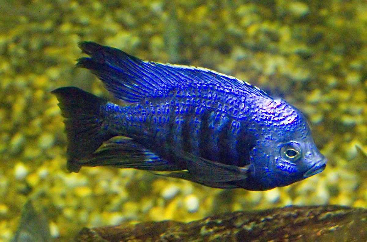 Copadichromis Azureus (Azur Cichlid)