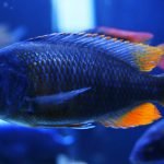 Copadichromis Borleyi (Kadango)