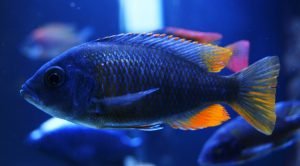 Copadichromis Borleyi (Kadango)