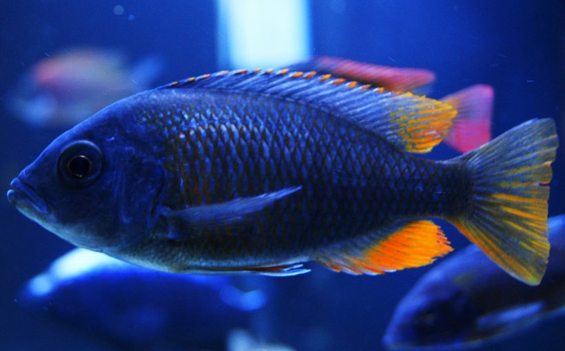 Copadichromis Borleyi (Kadango)