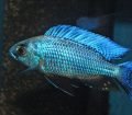 Copadichromis Chrysonotus