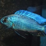 Copadichromis Chrysonotus