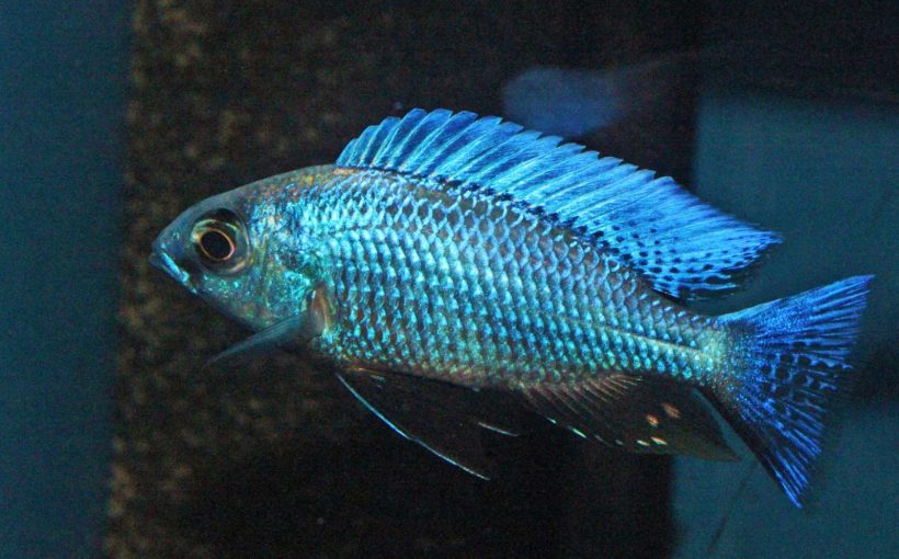 Copadichromis Chrysonotus