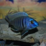 Copadichromis Conophoros
