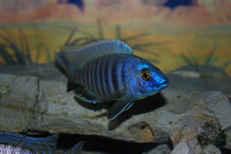 Copadichromis Conophoros