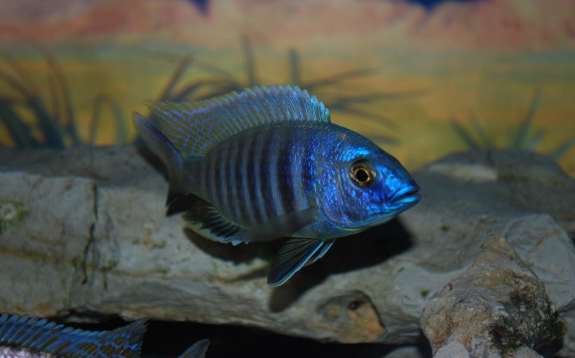 Copadichromis Conophoros