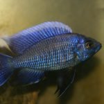 Copadichromis Cyaneus