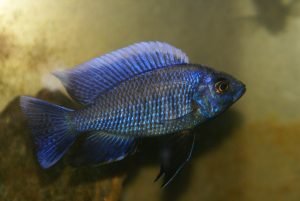 Copadichromis Cyaneus