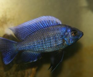 Copadichromis Cyaneus