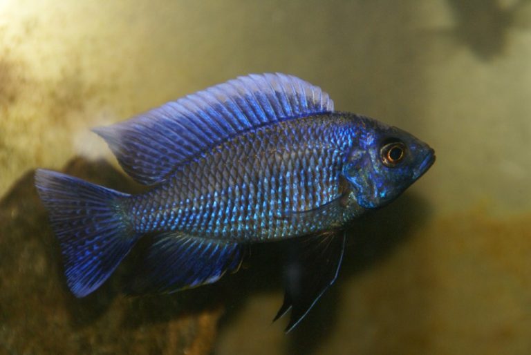 Copadichromis Cyaneus