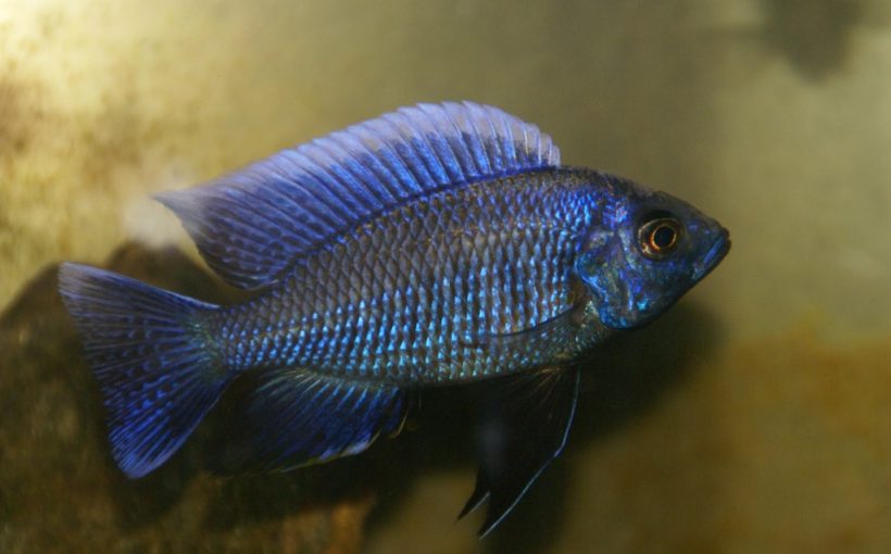 Copadichromis Cyaneus