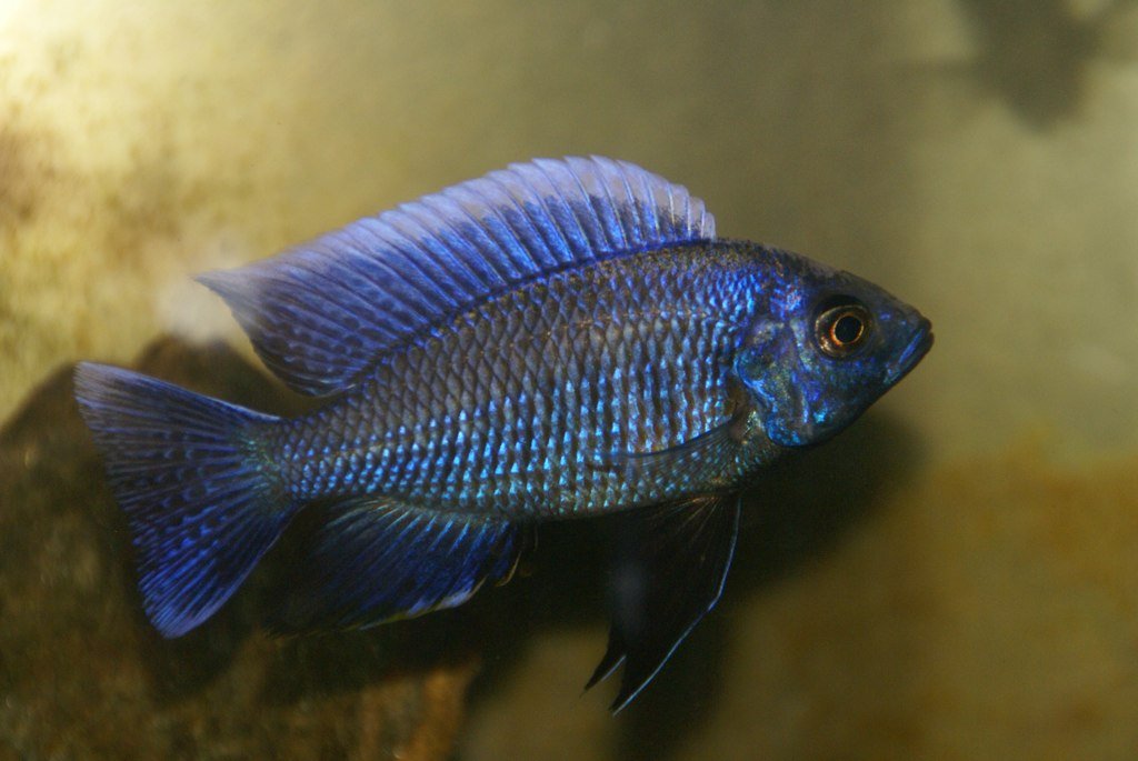 Copadichromis Cyaneus
