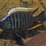 Copadichromis Geertsi