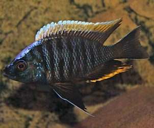 Copadichromis Geertsi