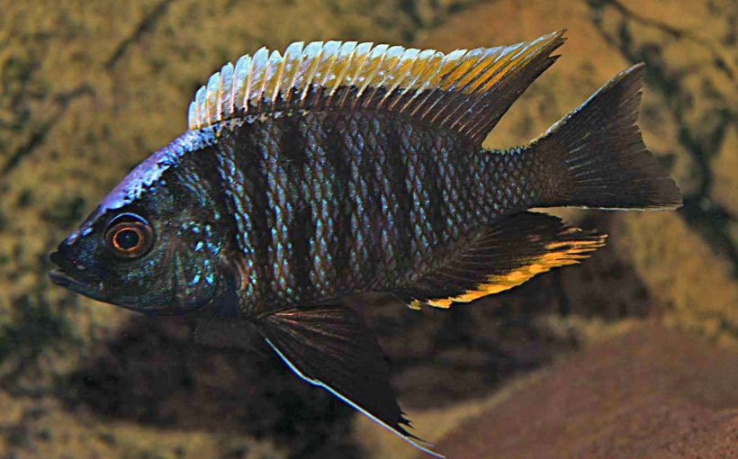 Copadichromis Geertsi