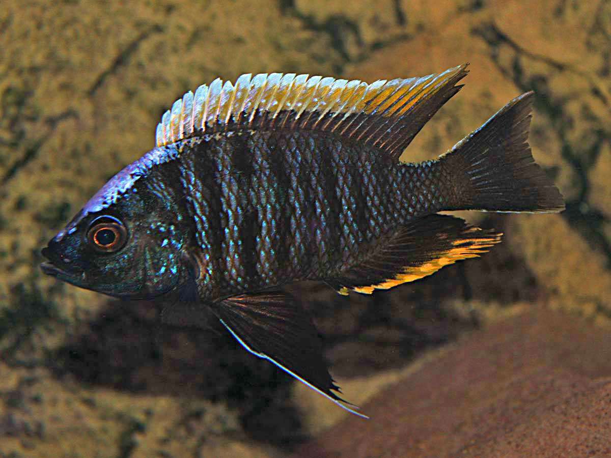 Copadichromis Geertsi