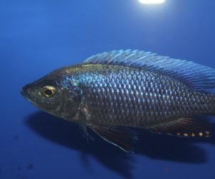 Copadichromis ilesi