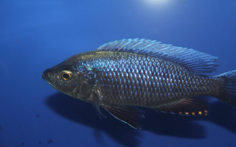 Copadichromis ilesi