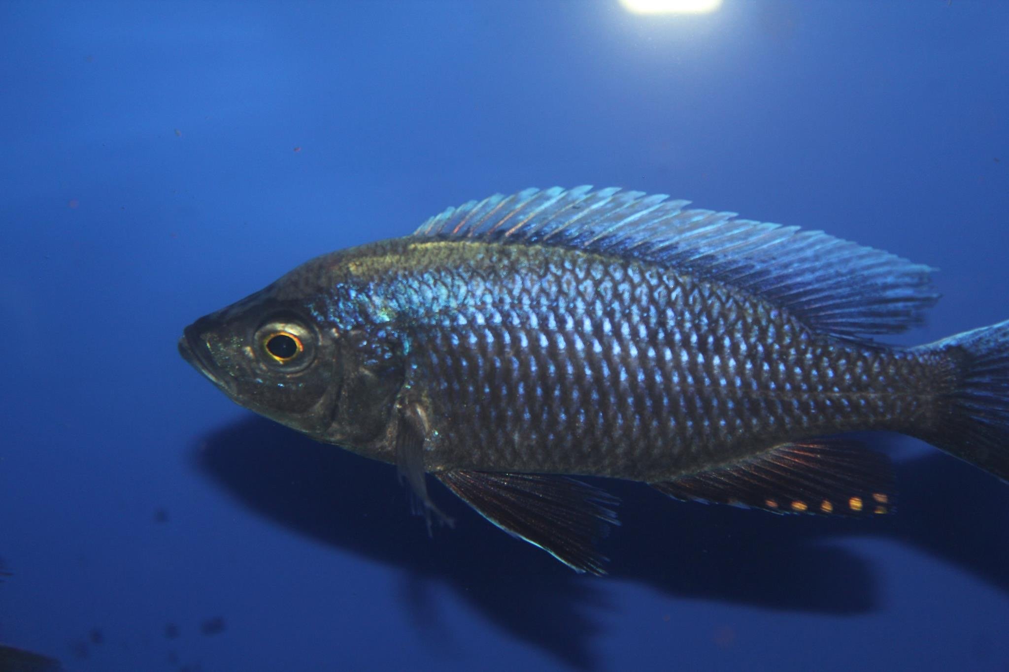 Copadichromis Ilesi