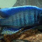 Copadichromis Jacksoni