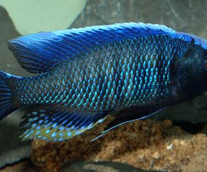 Copadichromis Jacksoni