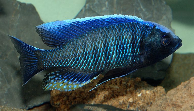 Copadichromis Jacksoni
