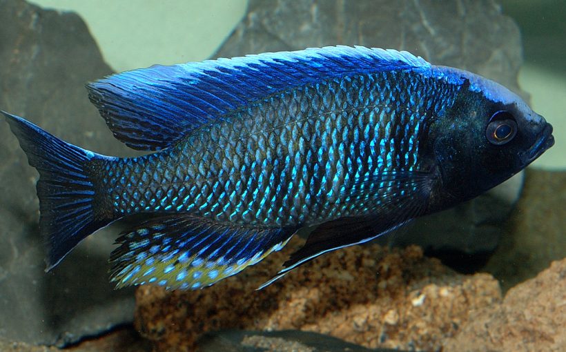 Copadichromis Jacksoni