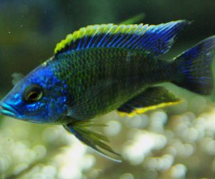 Copadichromis Mbenjii