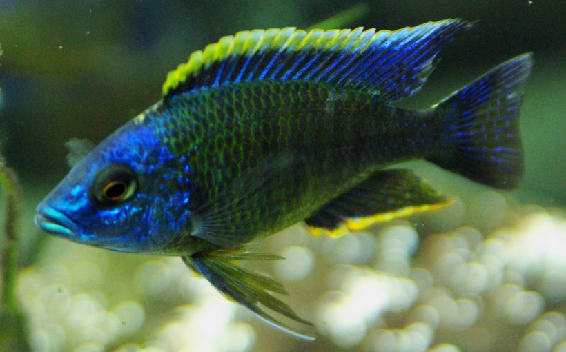 Copadichromis Mbenjii