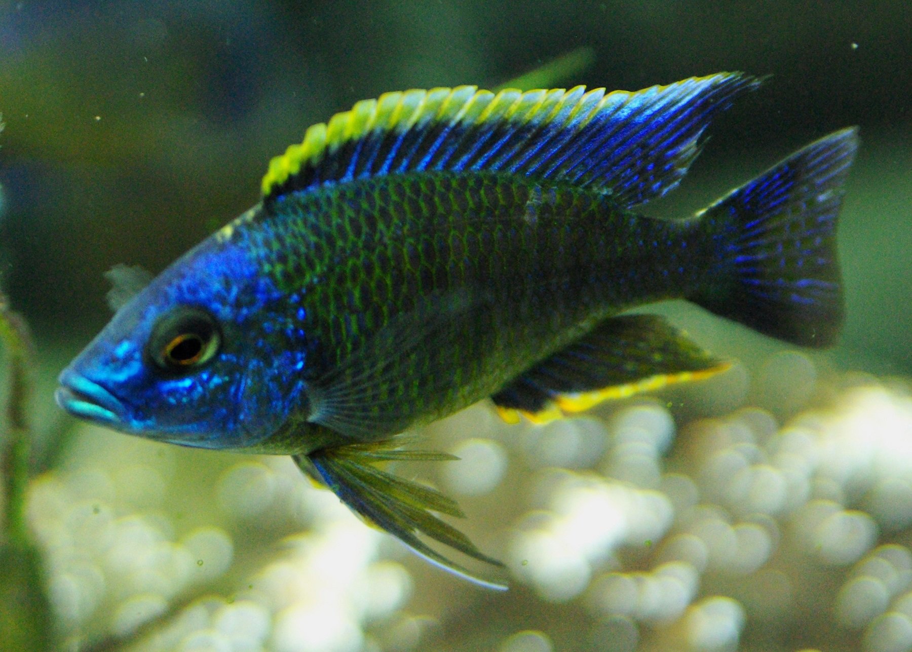 Copadichromis Mbenjii