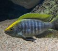 Copadichromis sp. "Virginalis Gold"