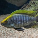 Copadichromis sp. "Virginalis Gold"