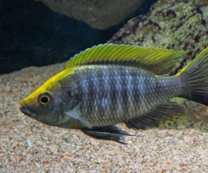 Copadichromis sp. "Virginalis Gold"